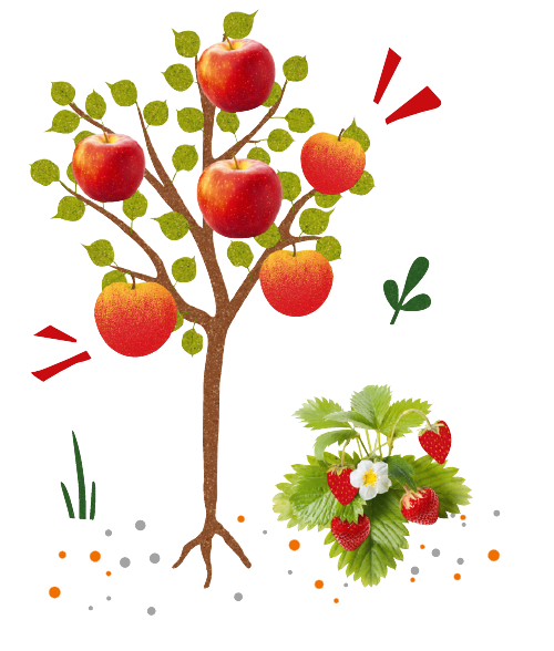 pommier
