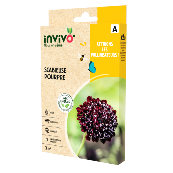 SCABIEUSE POURPRE