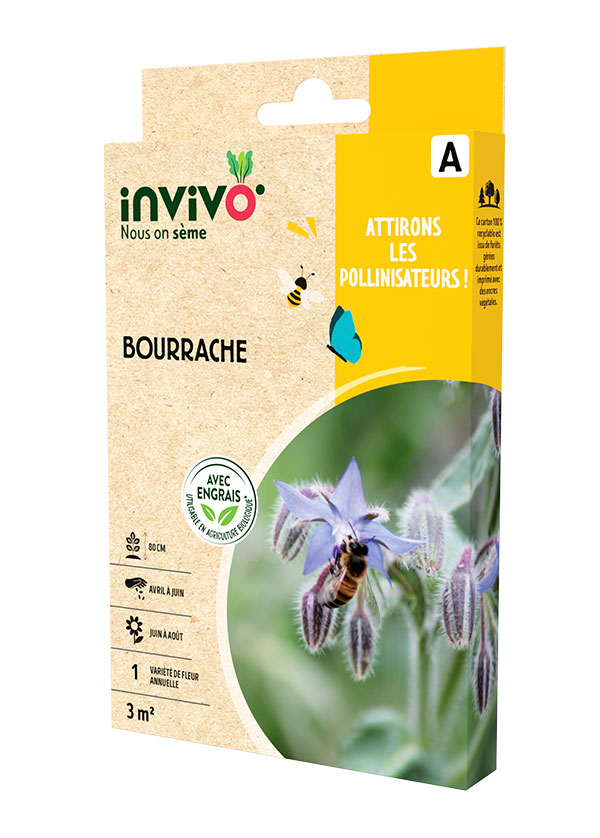 Bourrache